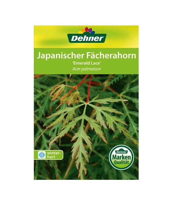 Japanischer Fächerahorn 'Emerald Lace' 3 Japanischer Fächerahorn 'Emerald Lace' – Bild 3