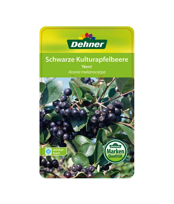 Apfelbeere, Aronia 'Nero' 5 Apfelbeere, Aronia 'Nero' – Bild 5