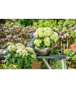 Dehner Keramik-Topf Bavaria, Bauchig -Wurzel Herz Verkaufsgeschäft 167510 167544 167643 WE MO 001 KeramikPflanztopfBavariaglasiert