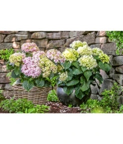 Dehner Keramik-Topf Bavaria, Bauchig -Wurzel Herz Verkaufsgeschäft 167510 167544 167643 WE MO 002 KeramikPflanztopfBavariaglasiert