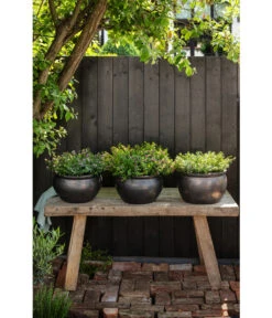 Dehner Keramik-Topf Bavaria, Bauchig -Wurzel Herz Verkaufsgeschäft 167510 167544 167643 WE MO 006 KeramikPflanztopfBavariaglasiert