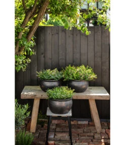 Dehner Keramik-Topf Bavaria, Bauchig -Wurzel Herz Verkaufsgeschäft 167510 167544 167643 WE MO 007 KeramikPflanztopfBavariaglasiert