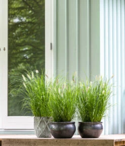 Dehner Keramik-Topf Bavaria, Bauchig -Wurzel Herz Verkaufsgeschäft 167510 167544 167643 WE MO 009 KeramikPflanztopfBavariaglasiert