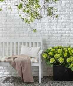 Rispen-Hortensie 'Little Lime®' 6 Rispen-Hortensie 'Little Lime®' -Wurzel Herz Verkaufsgeschäft 20200610 77224686 WE MO 002 Hortensie 2021 GC09 01