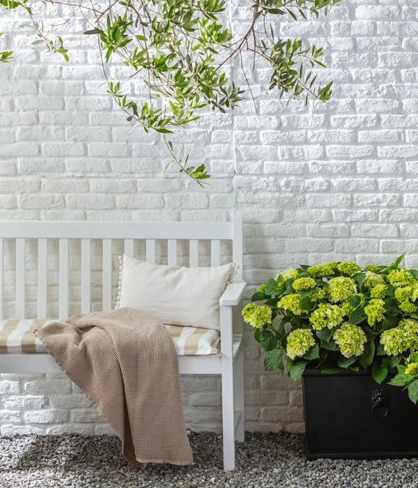 Rispen-Hortensie 'Little Lime®' 3 Rispen-Hortensie 'Little Lime®' – Bild 3