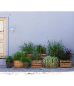 Segge, Verschiedene Sorten -Wurzel Herz Verkaufsgeschäft 20210617 8011439 8011454 8011447 8026775 8026841 WE MO 001 Graeser BestOf 2022 01