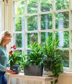 LECHUZA® Kasten DELTA, All-in-One-Set 6 LECHUZA® Kasten DELTA, All-in-One-Set -Wurzel Herz Verkaufsgeschäft 2418598 WE MO 001 DeltaAnthrazitPruoColor 2427508 5496443