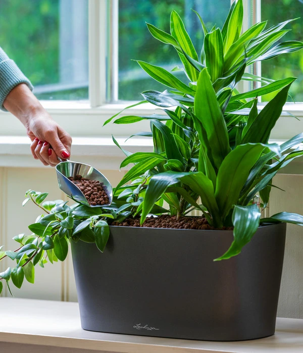 LECHUZA® Kasten DELTA, All-in-One-Set 2 LECHUZA® Kasten DELTA, All-in-One-Set – Bild 2