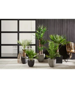 Dehner Polystone-Topf Brisbane In Riffeloptik, Rund -Wurzel Herz Verkaufsgeschäft 3158847 3158870 3158888 WE MO 002 PolystoneTopfinRiffeloptikrundsand