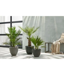 Dehner Polystone-Topf Brisbane In Riffeloptik, Rund -Wurzel Herz Verkaufsgeschäft 3158847 3158870 3158888 WE MO 003 PolystoneTopfinRiffeloptikrundsand