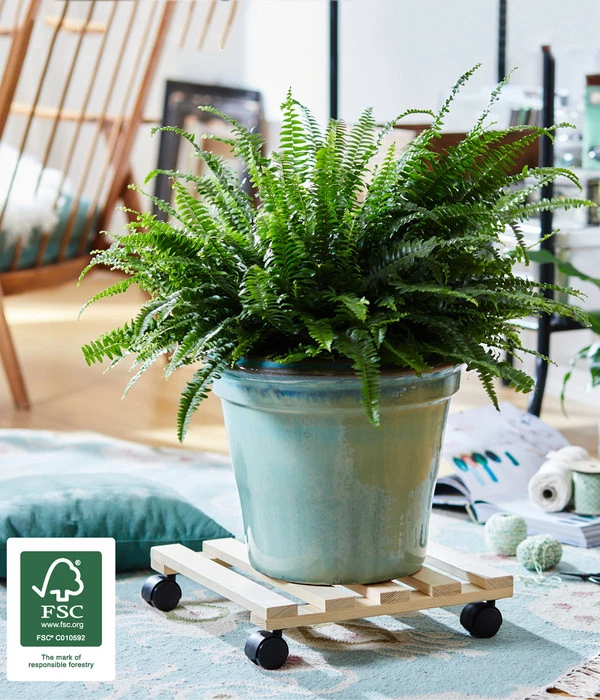 Wagner Pflanzroller Kiefer, 35 X 35 Cm 2 Wagner Pflanzroller Kiefer, 35 X 35 Cm – Bild 2