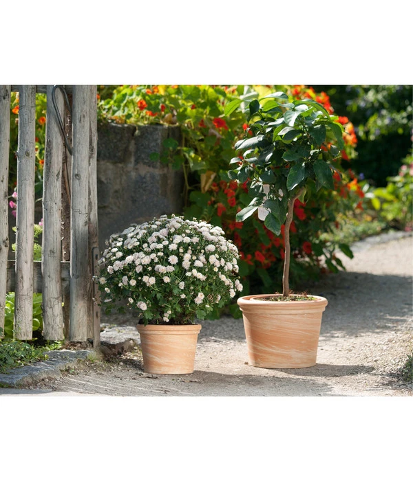 Spang Terrakotta-Topf Toscana, Rund 2 Spang Terrakotta-Topf Toscana, Rund – Bild 2