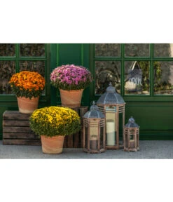 Spang Terrakotta-Topf Toscana, Rund 9 Spang Terrakotta-Topf Toscana, Rund -Wurzel Herz Verkaufsgeschäft 3697612 WE MO 003 TerrakottaTopfToscana