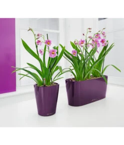 Stiefmütterchenorchidee - Miltonia -Wurzel Herz Verkaufsgeschäft 3890621 8251191 PR MO 001 LechuzaDeltiniDeltiniPrem14KplAuberMiltoniaLechuza