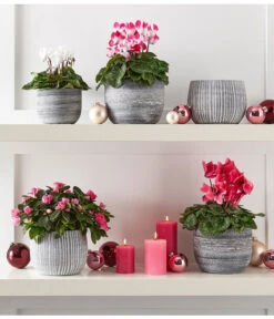 Zimmerazalee - Rhododendron Simsii -Wurzel Herz Verkaufsgeschäft 4021010 PR MO 002 8205163 8217903 8283640 8620528 AzaleeAlpenveilchenIndiakaMidiCyclameRhododendronTopfMatzMarlonGrauWeiss