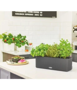 LECHUZA® BALCONISSIMA Color, All-in-One-Set, Ca. B40/H14/T14 Cm -Wurzel Herz Verkaufsgeschäft 4065538 PR MO 003 Balconissima40Anthrazit