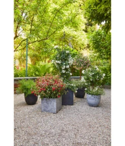 Artstone Kunststoff-Topf Bola -Wurzel Herz Verkaufsgeschäft 4086096 4086088 4086104 4086112 WE MO 002 KunststoffTopfBolaschwarz