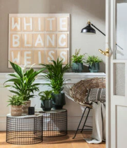 Air So Pure® Einblatt - Spathiphyllum Wallisii 'Bingo' -Wurzel Herz Verkaufsgeschäft 4099883 PR MO 001 TopfElsaPetrolKorbPapette 1