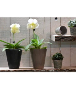 Dehner Keramik-Übertopf Elliot, Konisch, Ca. Ø14 Cm -Wurzel Herz Verkaufsgeschäft 4103321 PR MO 001 4103313 4057022 OrchideentopfElliotTaupeGranitTopfLisaMiniGruen