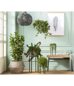 Metall-Pflanzenständer Ascot, Schwarz -Wurzel Herz Verkaufsgeschäft 4106290 PR MO 001 TopfLinaGruenAmpelGruenPodestAscot 2792224 4222725