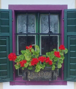 Roto Kunststoff-Pflanzkasten Planika, Rechteckig, Dunkelgrau, Ca. B49,5/H18,5/T20,5 Cm -Wurzel Herz Verkaufsgeschäft 4145769 WE MO 002 RotoKastenPlanika