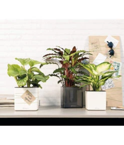 LECHUZA® CUBE Glossy, All-in-One Set -Wurzel Herz Verkaufsgeschäft 4310470 4310454 WE MO 001 CubeGlossyAnthrazitWeiss