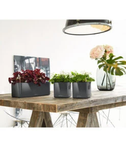 LECHUZA® CUBE Glossy, All-in-One Set -Wurzel Herz Verkaufsgeschäft 4310470 PR MO 002 4310512CubeGlossyAnthrazit