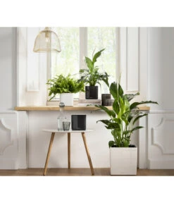 LECHUZA® CUBE Glossy, All-in-One Set -Wurzel Herz Verkaufsgeschäft 4310496 PR MO 001 CubeGlossyAnthrazitWeissCubePremium