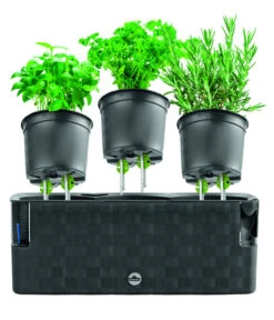 Dehner Kunststoff-Kasten Mona, Trio, Ca. B40/H14/T14 Cm -Wurzel Herz Verkaufsgeschäft 4320768 PR FS 003 TopfMonaTrioAnthrazitDehnerExpressHerzig