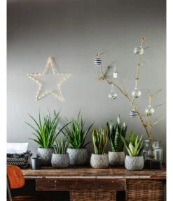 Bogenhanf - Sansevieria 'Friends' -Wurzel Herz Verkaufsgeschäft 4432845 PR MO 002 TopfSannaSchwarzGold 4432811 4432852 4432647 4432589 4432803