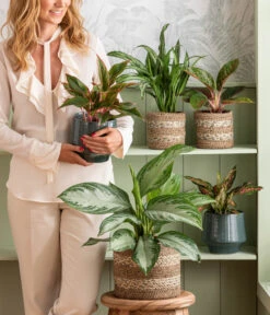 Kolbenfaden - Aglaonema 'Silverbay', Hydrokultur -Wurzel Herz Verkaufsgeschäft 4440095 WE MO 001 Aglaonema