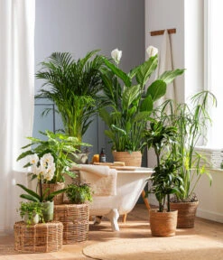 Schmetterlingsorchidee - Phalaenopsis Cultivars 'Cascade', Verschiedene Sorten -Wurzel Herz Verkaufsgeschäft 4440343 4439022 4438990 WE MO 002 IgmarBraun 1