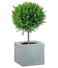 Scheurich Kunststoff-Topf Muretto, Quadratisch -Wurzel Herz Verkaufsgeschäft 4498424 WE FS 002 ScheurichKunststoffTopfMurettoeckig