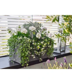 Dehner Leichtbeton-Kasten Rock, Rechteckig, Grau -Wurzel Herz Verkaufsgeschäft 5157607 5157615 WE MO 001 DehnerLeichtbetonKastenrockgrau