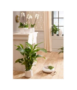 Dehner Keramik-Übertopf Lustrinado, Rund 5 Dehner Keramik-Übertopf Lustrinado, Rund -Wurzel Herz Verkaufsgeschäft 5174586 PR MO 001 ExklusivSerieLustrinadoWeiss