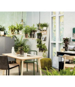 LECHUZA® CUBE Glossy, All-in-One Set -Wurzel Herz Verkaufsgeschäft 5478094 3890670 5473368 4310470 4310512 WE MO 006 MiniDeltiniCubeGlossyAnthrazit