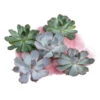 Echeverien-Set - Echeveria, 5-teilig, Verschiedene Sorten