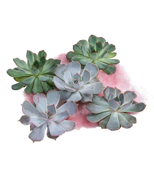 Echeverien-Set - Echeveria, 5-teilig, Verschiedene Sorten 1 Echeverien-Set - Echeveria, 5-teilig, Verschiedene Sorten