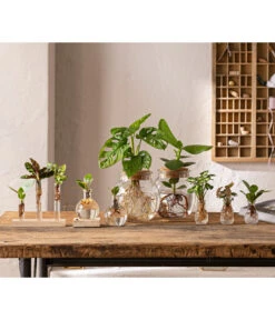 Waterplant Balsamapfel Im Kugelglas - Clusia Rosea 'Princess', Mit LED -Wurzel Herz Verkaufsgeschäft 6125066 WE MO 001 WaterPlants 1