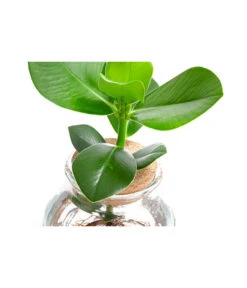 Waterplant Balsamapfel Im Kugelglas - Clusia Rosea 'Princess', Ca. 30 Cm -Wurzel Herz Verkaufsgeschäft 6125082 WE DE 001 WaterPlantsClusia12cm