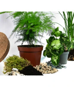 Flaschengarten DIY-Set Grüne Oase, 8-teilig, Ca. Ø26/H35 Cm -Wurzel Herz Verkaufsgeschäft 6171300 WE DE 001 FlaschengartenGross