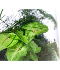 Flaschengarten DIY-Set Grüne Oase, 8-teilig, Ca. Ø26/H35 Cm -Wurzel Herz Verkaufsgeschäft 6171300 WE DE 002 FlaschengartenGross