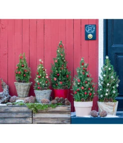 Geschmückter Weihnachtsbaum Kubu, Ca. H50 Cm -Wurzel Herz Verkaufsgeschäft 6266258 WE MO 001 WeihnachtsBaumKuba25cm