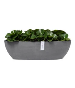 Ecopots Kunststoff-Schale Sofia Mit Wassersystem, Oval, Ca. B56/H16/T14 Cm -Wurzel Herz Verkaufsgeschäft 6614580 WE FS 003 EcopotsKunststoffSchaleSofialangmitWassersystemoval
