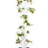 Gusta Garden Erdbeerbaum Sissi Strawberry Classic, Ca. B32/H113/T27 Cm