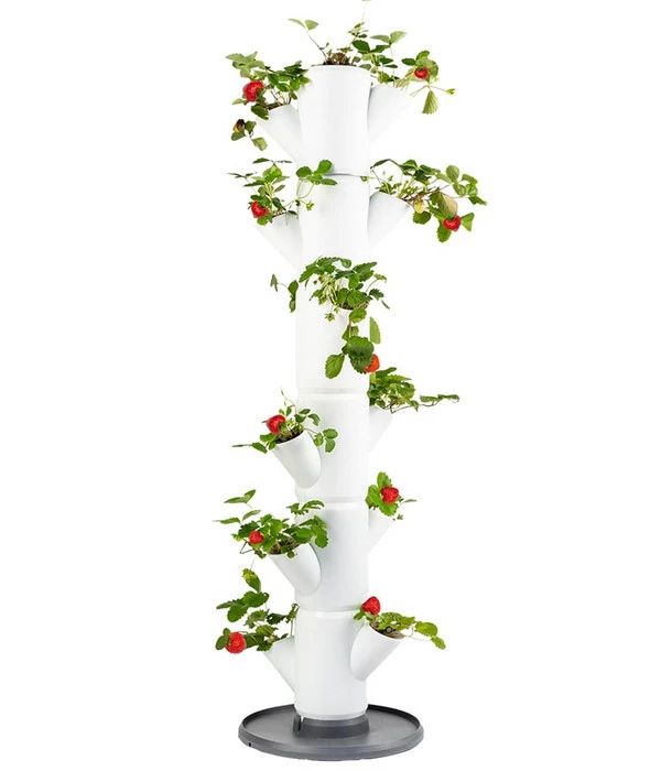 Gusta Garden Erdbeerbaum Sissi Strawberry Classic, Ca. B32/H113/T27 Cm 1 Gusta Garden Erdbeerbaum Sissi Strawberry Classic, Ca. B32/H113/T27 Cm