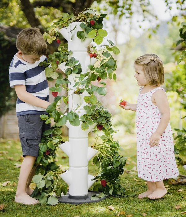 Gusta Garden Erdbeerbaum Sissi Strawberry Classic, Ca. B32/H113/T27 Cm 2 Gusta Garden Erdbeerbaum Sissi Strawberry Classic, Ca. B32/H113/T27 Cm – Bild 2