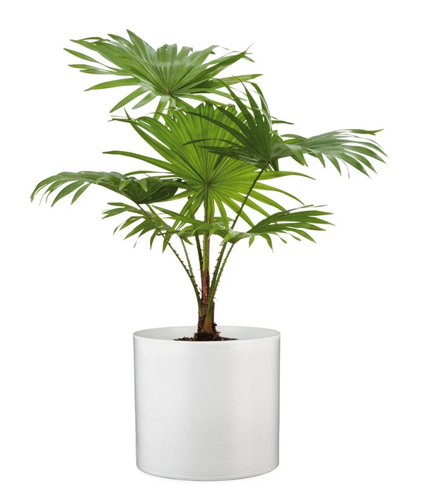 Scheurich Keramik-Übertopf, Rund, Ca. Ø33 Cm 2 Scheurich Keramik-Übertopf, Rund, Ca. Ø33 Cm – Bild 2