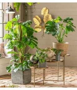 Fensterblatt - Monstera Deliciosa -Wurzel Herz Verkaufsgeschäft 6757405 WE MO 001 TopfCabeGrau