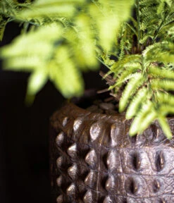 Fleur Ami Kunststoff-Topf Croc, Konisch, Bronze, Ca. Ø47/H56 Cm -Wurzel Herz Verkaufsgeschäft 6758999 WE MO 002 FleurAmiPflanzgefaessCroc